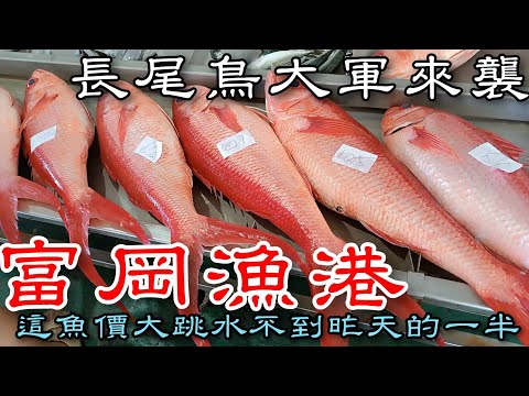 台東富岡漁港丨長尾鳥大軍來襲丨這魚的價格大跳水竟然不到昨天的一半丨周邊快炒代客料理真好吃丨(Fish Market Auction-Flame snapper)