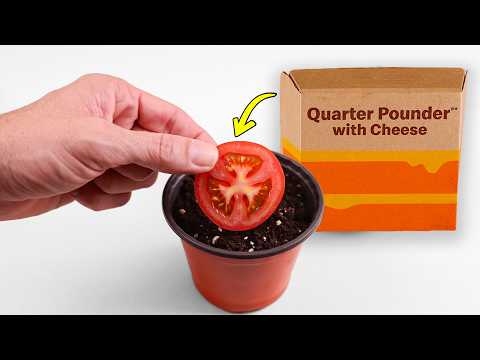 What Happens When You Grow a Tomato from a McDonald's Burger?