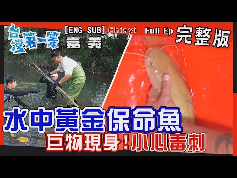 [全新] Chiayi 【釣魚大挑戰！一隻"龍膽石斑"換一池"白蝦" / 水中黃金"保命魚"巨物頻現身！ / 超珍稀!巨無霸"黃金魚"大公開 】 │2022.06.12│《台灣第一等》完整版