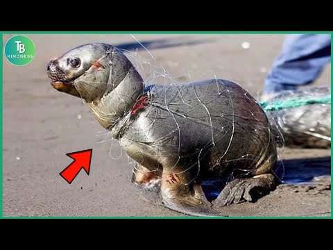 Animals That Asked People for Help! | Seals Rescued from Nets and Fishing Lines #47