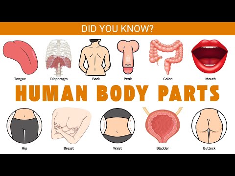🧠🦶Human Body Parts with Pictures 🦵🖐️ | Learn English Vocabulary with Pictures |