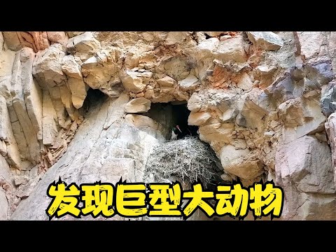 探秘山西没人敢上的悬崖，发现2米多高巨型野生动物，太可怕了