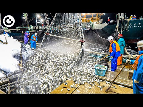 AMAZING Sardine Process: Harvesting & Canning a Multi-Million Dollar Industry