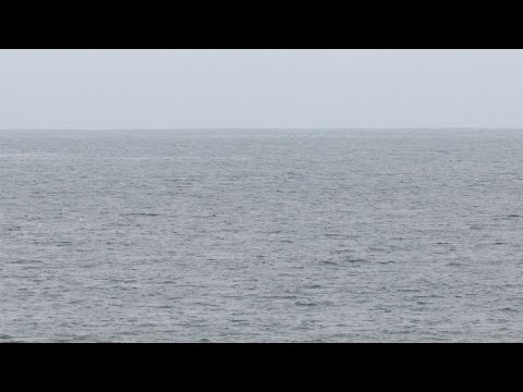 Great White Shark Spotted Off Torrey Pines State Beach