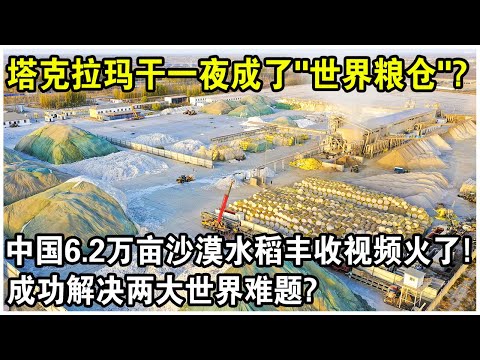 記者實地探訪塔克拉瑪干沙漠，被眼前一幕驚呆了！6.2萬畝沙漠水稻大豐收，成功解決兩大世界難題？