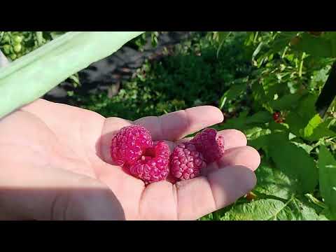 21. Ближайшие деревни. Плов. Не можем начать стройку.