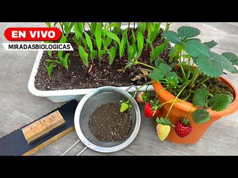 🔴Bio- Tips for your GARDEN: Seedling, Substrate, Transplant