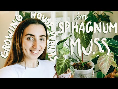 Growing Plants in Spagnum Moss?! How To + Tour of Plants in Moss