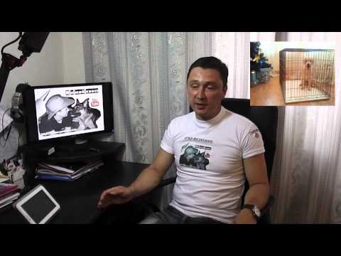 Puppy Adaptation to an Apartment: The Complete Guide (Location, Whining, Hand Biting, Toileting)