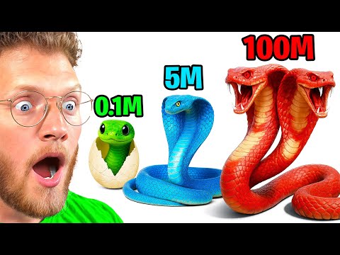 Reacting to Snake Size Comparisons