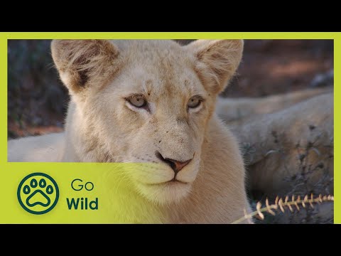 Fight For Survival - White Lions Born Wild 2/2 - Go Wild