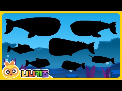 What kind of whale am I? | Shadow Whale Play | Baby Whale? Whale shark? Dolphin? | Kids | NINIkids