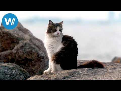 Istanbul, Stadt der Katzen (ARTE 360° Reportage)
