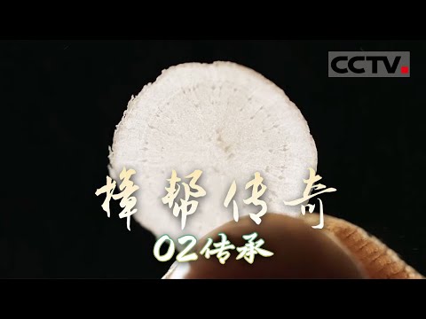 《樟帮传奇》02 传承：走进中医药博物馆 带你体验一把'“本草纲目”的乐趣【CCTV纪录】