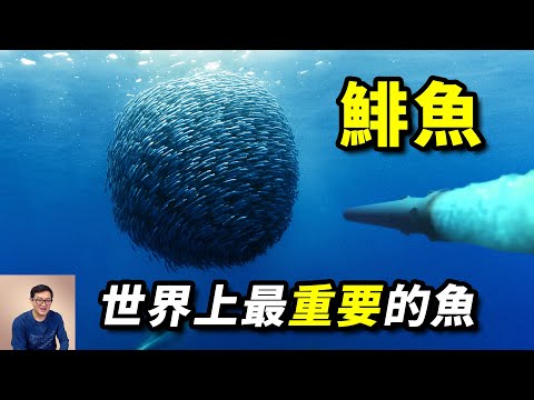 用魚雷轟炸鯡魚群，到底是在幹嘛？鯡魚罐頭挑戰，原來都吃錯了！世界上最重要的魚來啦【老肉雜談】#動物 #海洋生物 #海鮮 #魚 #fish
