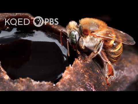 Stingless Bees Guard Tasty Honey With Barricades, Bouncers and Bites | Deep Look
