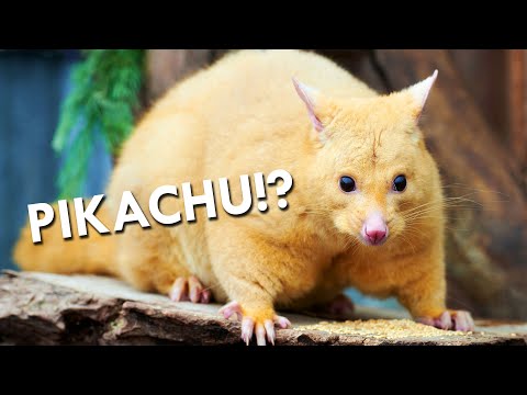 The Brushtail Possums Is The OG Pikachu | Strange Creatures of Phillip Island