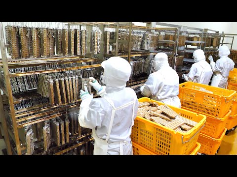 Factory for Mass Producing Various Korean Foods | Korean Food