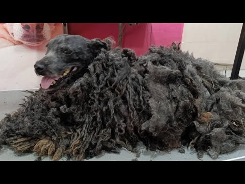 Incredible Transformation: Grooming a Neglected Puli | How Care and Love Can Change Everything ASMR