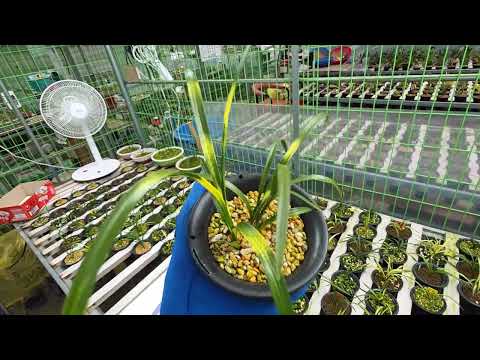 제왕10중투8호피6천종10말봉13중투17단엽8서반11유달산8단엽14 01058716655