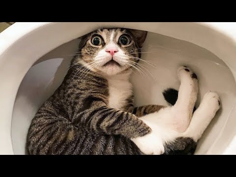New Funniest Cats Clips 2025😼Try Not To Laugh😜 #35