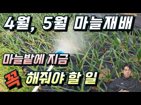 마늘비대. 지금이 가장 중요합니다!