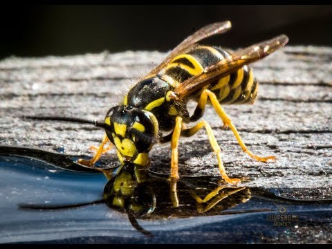 The BEST Yellow Jacket Wasp Trap and Best Bait to Use in Fall Trap Wasps or Hornets, NOT BEES
