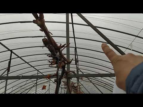 Формировка винограда в тепличном хозяйстве