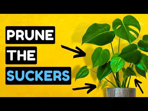 10 Must Do Tricks For The BEST Monstera