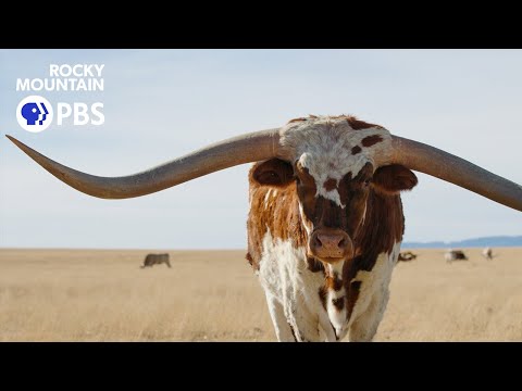 How rancher Gary Lake gets ready for the Stock Show parade