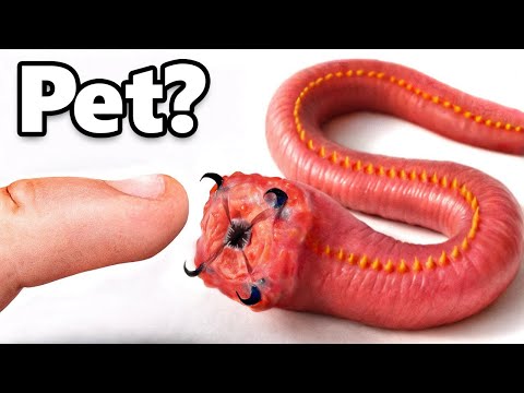 I Got a Pet Bloodworm (yes, really)