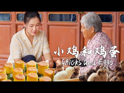 Chicks and eggs — which came first, the chicken or the egg?【滇西小哥】