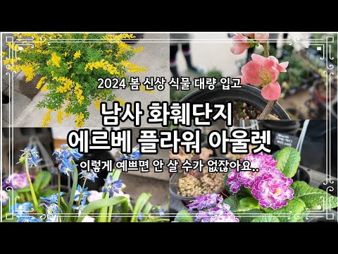 남사 화훼단지 에르베 플라워 아울렛에 봄이 왔어요!! 다양한 화초 구경하시고 힐링하세요! 지금아니고지금 야생화 전문점도 보세요^^