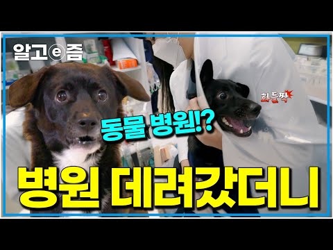 "세상에 병원이 제일 두려운 강아지" 무슨 트라우마가 있었길래 이토록 무서워하는 걸까?｜세상에 나쁜 개는 없다｜알고e즘