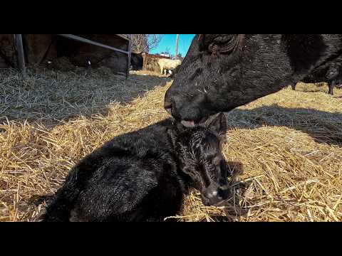 New Calves At The Farm