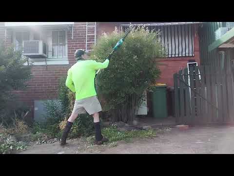 Driveway Shrubs tidy up #lawncare