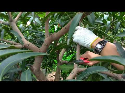 「芒果」9分鐘快速修剪！【9分鐘快速修剪系列001】