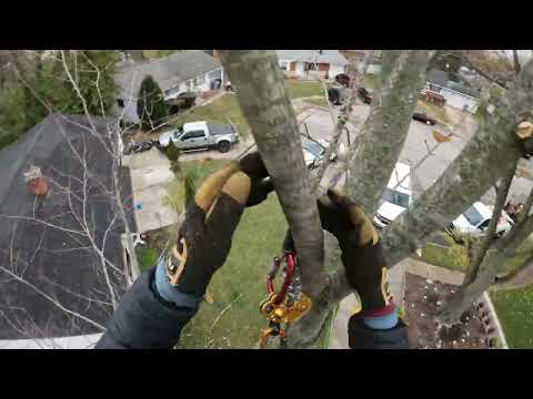 Derribando árbol muy delgado sin espacio de caída pero no imposible