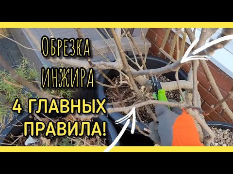 Как обрезать ИНЖИР правильно? ЧЕТЫРЕ ОСНОВНЫХ ПРАВИЛА.