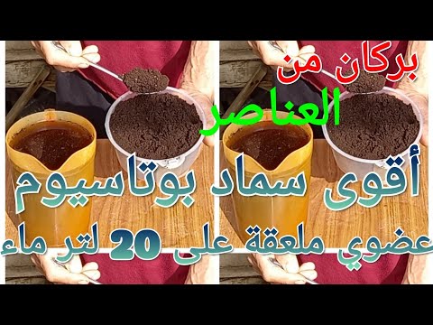 سماد بوتاسيوم عضوي ملعقة واحده على 20 لتر ماء بيخلي حجم الثمار أربع أضعاف وقوى هائلة للنبتات