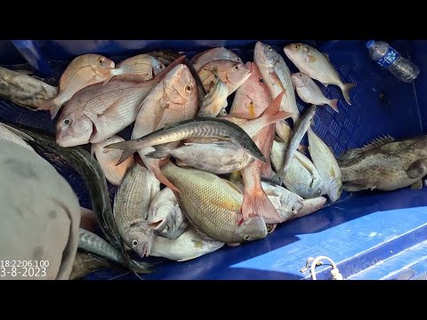 3-8-23西水釣赤䲞黃腳䲞