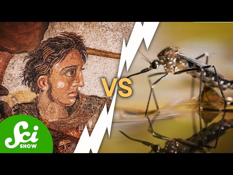 Alexander The Great Was Killed By A Mosquito
