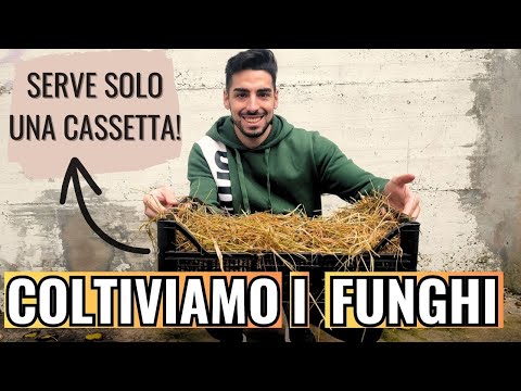 COLTIVIAMO i FUNGHI in CASSETTA con PRIMORDIA! (Ostrica Gialla e Blu) Ep.1