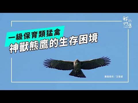 浩闊天空等熊鷹｜台灣最壯猛禽遭遇哪些難題？(公視我們的島 第1328集 2025-10-20)