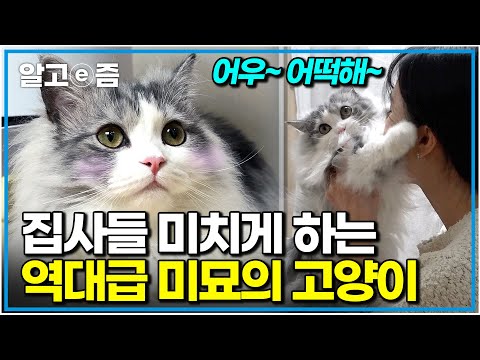 "아니, 이렇게 예쁜 고양이가 있다고?" 최고의 미모를 자랑하는 반려묘 때문에 미칠 거 같다는 집사의 고민｜고양이를 부탁해｜알고e즘