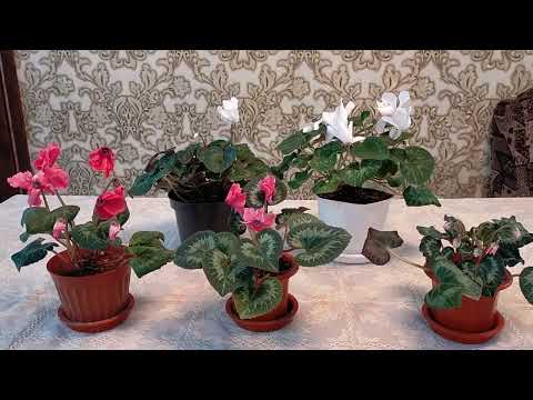 Цикламен. Особенности ухода. Мой опыт.