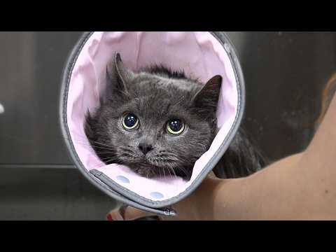 I've Groomed Thousands of Cats...NEVER One Like This!