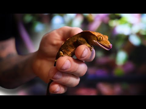 I Built a Bioactive Paludarium for a Crested Gecko 