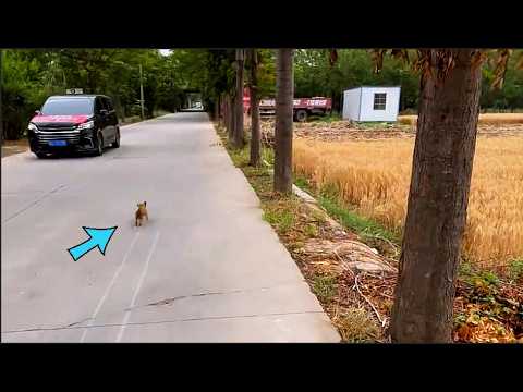 He was cruelly abandoned and wandered helplessly on the street, trying to find help