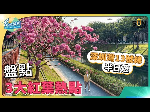 深圳灣口岸開通！由香港去深圳灣 ｜13號線周邊遊玩路線介紹｜驚喜紫花風鈴木賞花景點｜盤點深圳熱門紅葉景點｜爆汁脆皮乳鴿 入口即融叉燒｜旅攝｜Henry Lo ｜#37 SUN 旅程